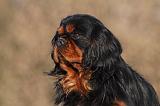 CAVALIER KING CHARLES 379